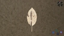 The White Leaf In Inventory.