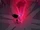 The Black Garnet