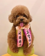 Comme Des (153 KB) Comme Des