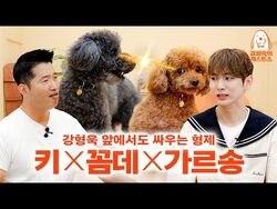 Comme Des SHINee Wiki Fandom