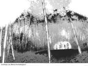 Él bosque de bambú de hierro