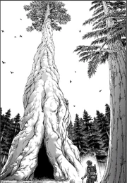 A boy discovers Eren's tree