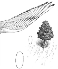 Toward The Tree On That Hill Attack On Titan Wiki Fandom