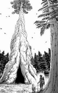 Eren's tree is rediscovered