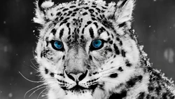 Snow leopard-1280x720.jpg