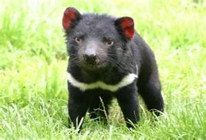 Aus Aus no Mi, Model: Tasmanian Devil | One Piece: Ship of fools