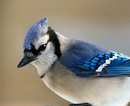 Blue Jay Model