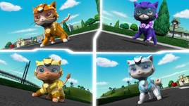 Cat Pack