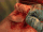 CurlyPainkillers1.gif