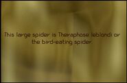 Bird-Eating Spider display plaque