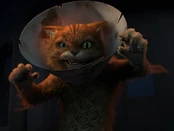 Puss as a zombie in Thriller Night