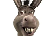Donkey (species)