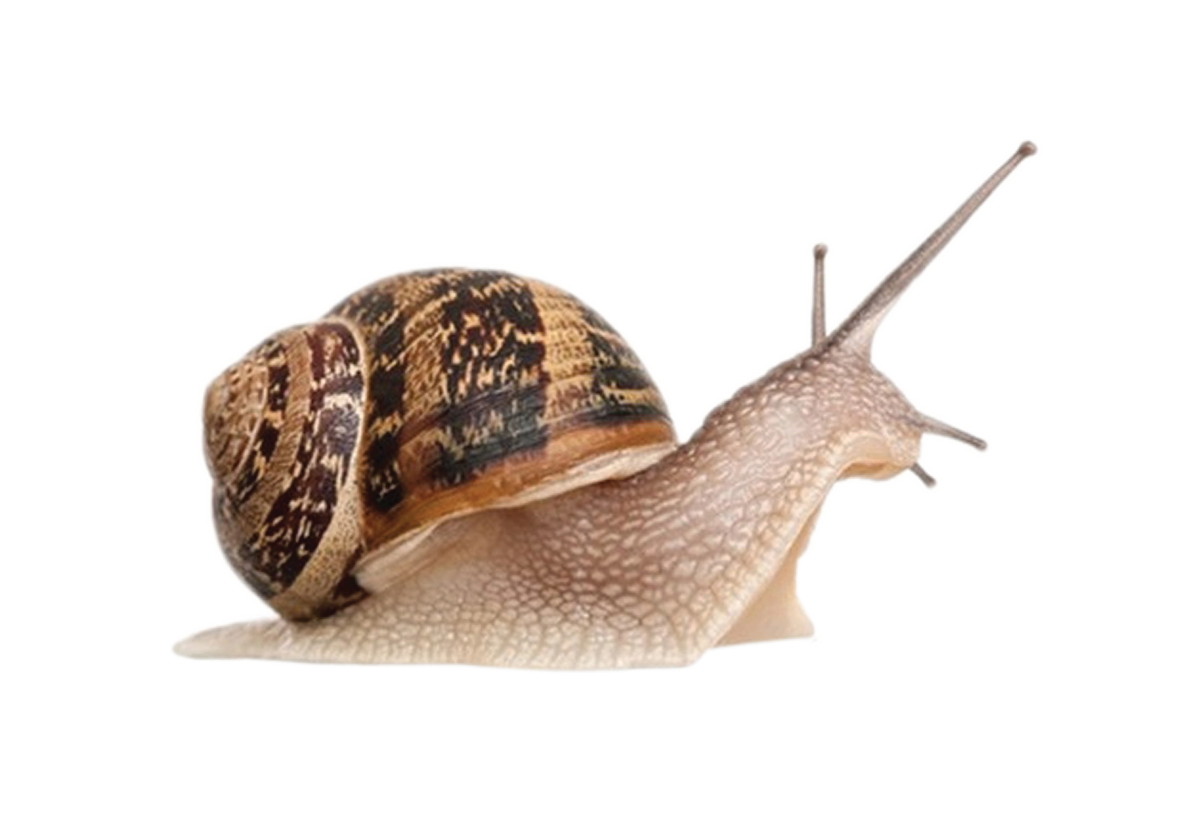 Immortal Snail Shunger Games Wiki Fandom