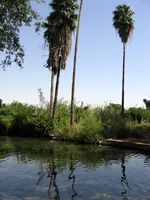 עין נון