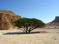 שיטה בנחל עשוש