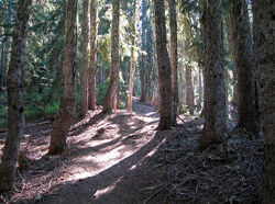 Forest Trail