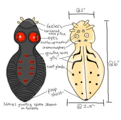 Tellurian leeches, Sidereus Nuncius Wiki