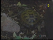 Turtle crawling lf