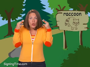 Raccoon tgo