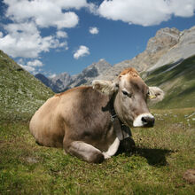 Cowmooing.jpg