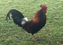 Roostercrowing.jpg