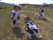 Three spotted cows