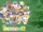 Let's Go to the Forest - Animal Crossing: The Movie