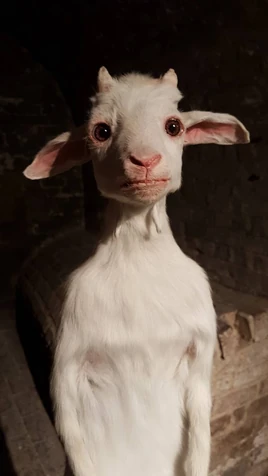 PlayboiCartiStandingGoat