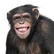 RANDOM CHIMP EVENT AVATAR