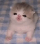 Brainless Kitty.gif (2.69 MB) A GIF image of Brainless Kitty.