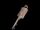 Acacia Key