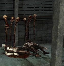Toadstools in Gum Head corpses.