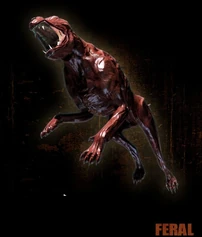 Un Feral.