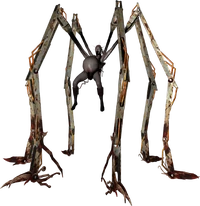 amnion.png