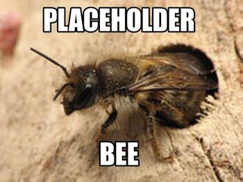 Placeholder Bee