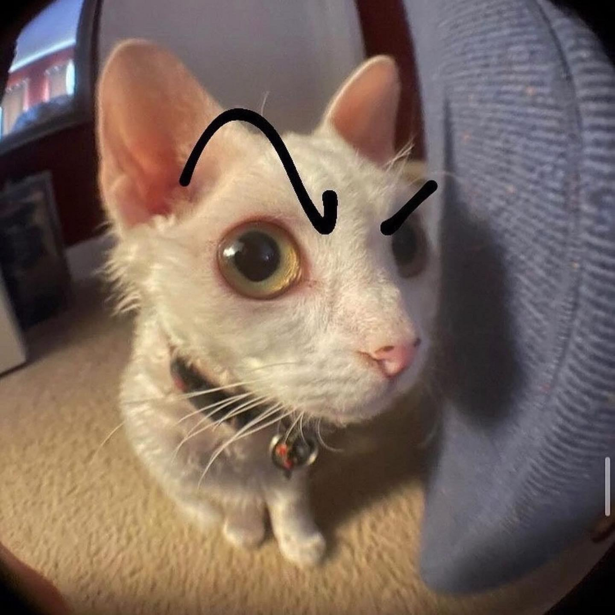 Eyebrow | Silly Cat TV Series Wiki | Fandom