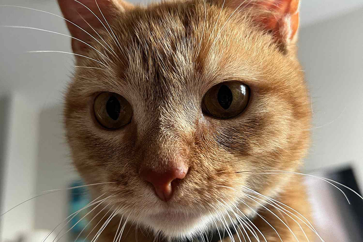 Cala | Silly Cat TV Series Wiki | Fandom
