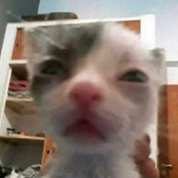 Silly cats sale