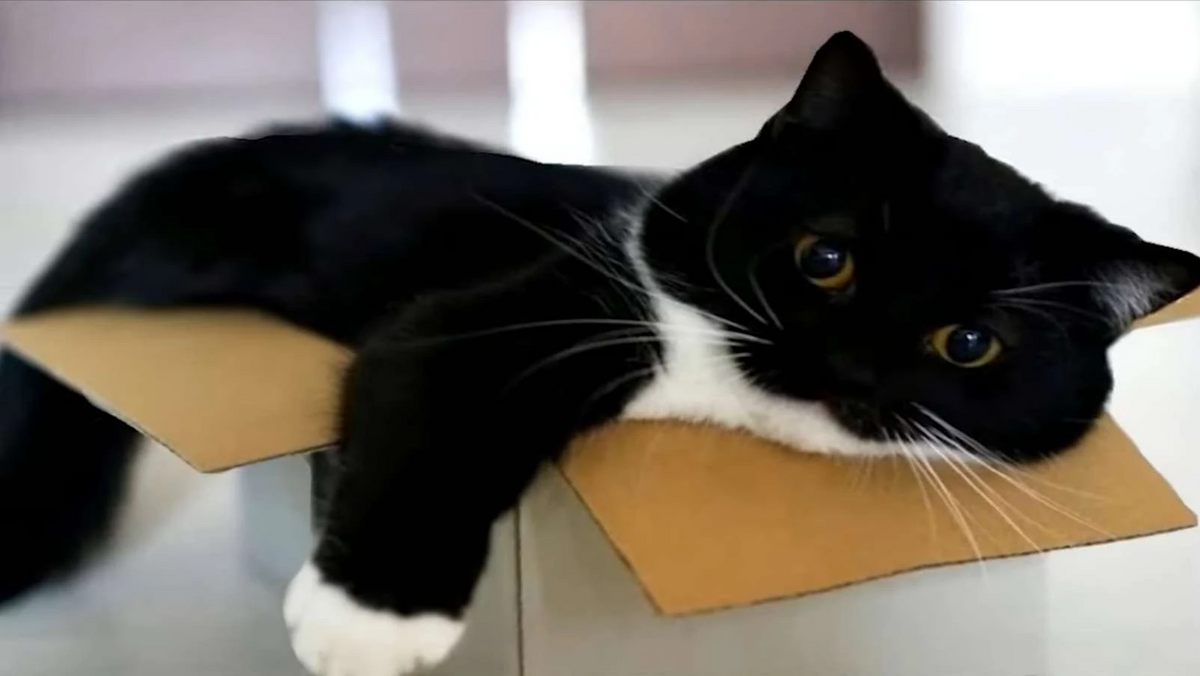 Uni | Silly Cat TV Series Wiki | Fandom