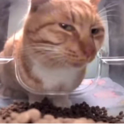 Silly kitty 2025