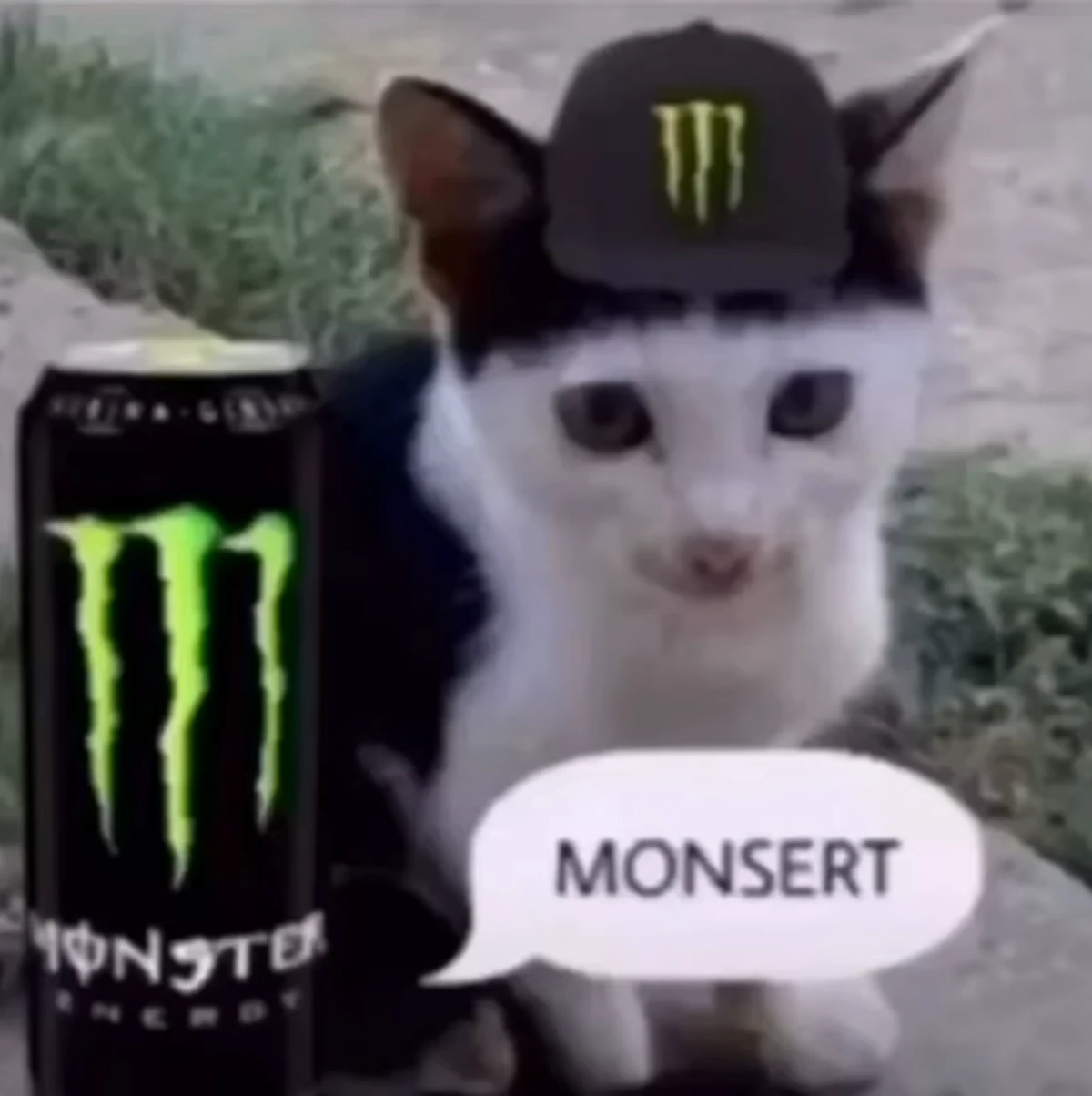 Monsert | Silly Cat TV Series Wiki | Fandom