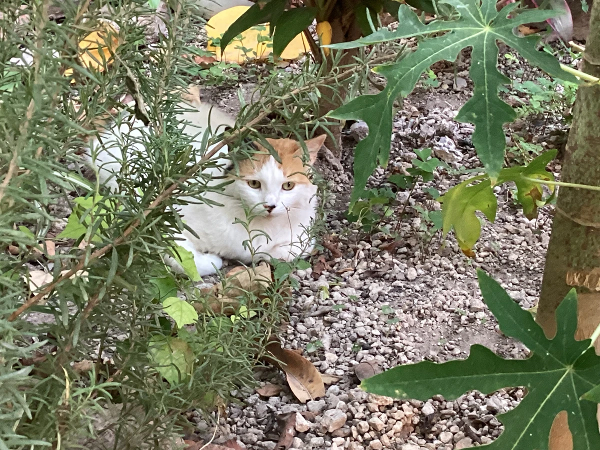 Canela | Silly Cat TV Series Wiki | Fandom