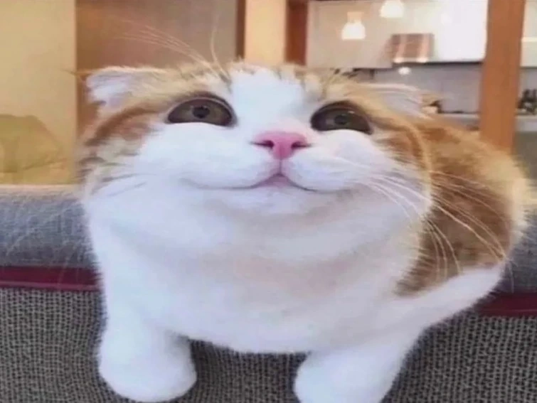 Grinwatcher | Silly Cat TV Series Wiki | Fandom