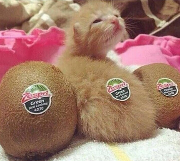 Baby Kiwi Kitten Silly Cat TV Series Wiki Fandom