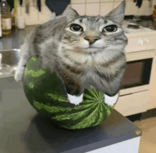 Melon Cat Logo