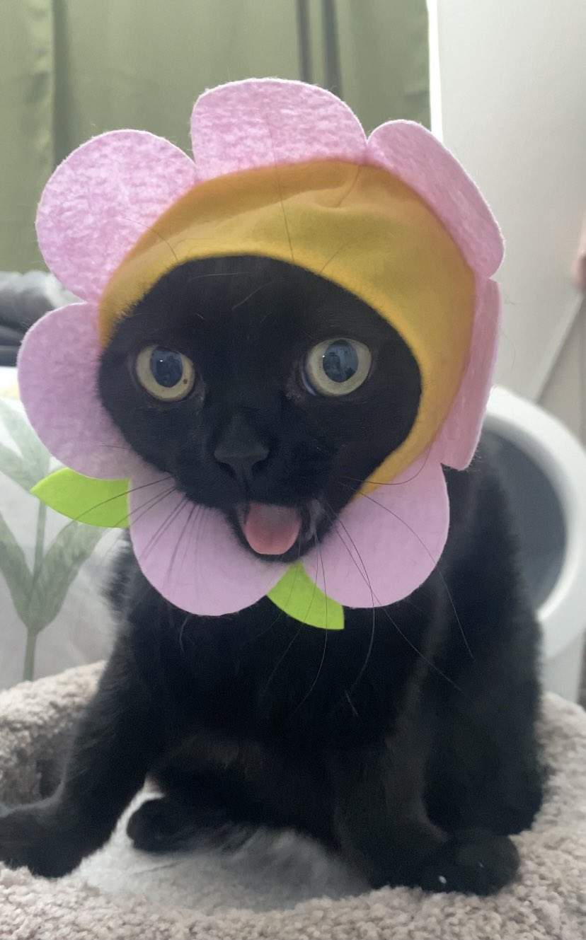 Flower Cat Silly Cat Wiki Fandom 6676