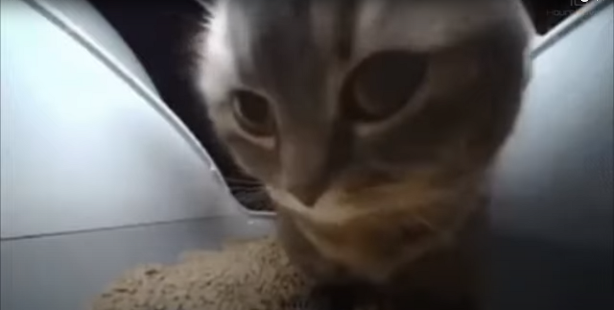 Chipi chipi chapa chapa cat silly cat tv series wiki fandom