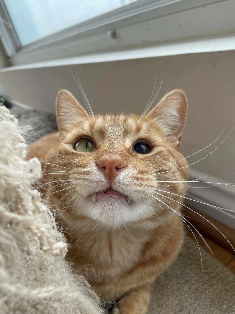 The Teefer | Silly Cat TV Series Wiki | Fandom