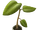 Tree Sapling