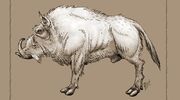 Artic Highlander Boar